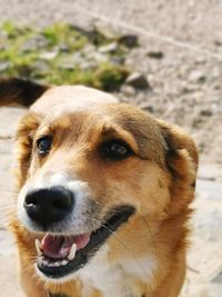 Close-up portrait of dog looking away