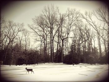 Bare trees on landscape