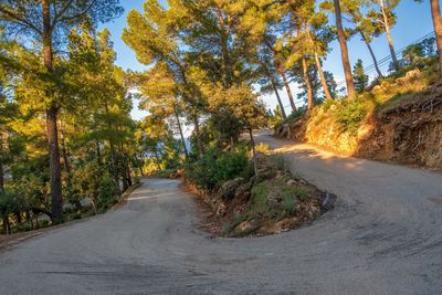 Winding road amidst trees in forest during autumn