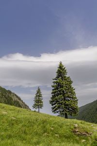 Tree on field against sky