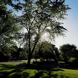 Trees in park against sky