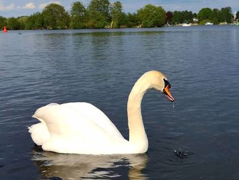 Swan floating on lake