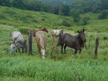 Cows grazing on field