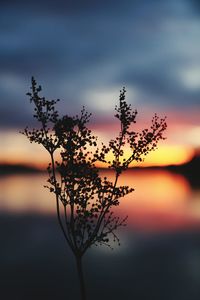 Close-up of plant against sky at dusk