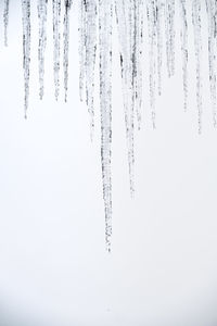 Close-up of icicles on land during winter