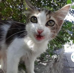 Close-up of cat