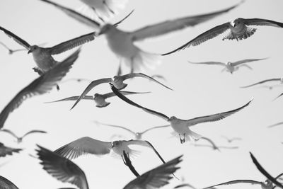 Close-up of birds flying in sky