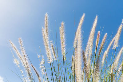 Close-up of stalks against blue sky