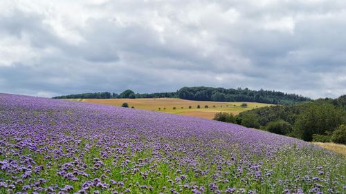 Scenic view of lavender colored field against cloudy sky