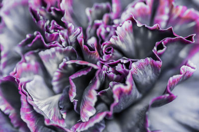 Close-up of pink rose flower