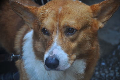 Close-up portrait of dog