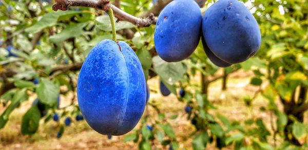 Close-up of blue fruit growing on tree