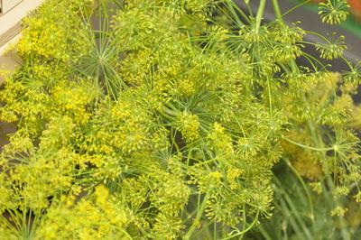 Close-up of plants