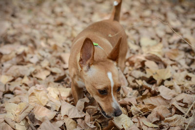 Close-up of dog relaxing on field