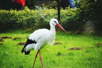 Side view of a bird