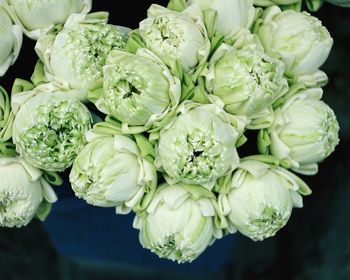 High angle view of white flowering plant