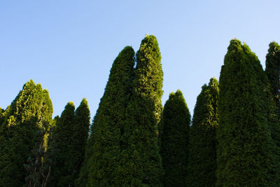 Low angle view of trees against sky