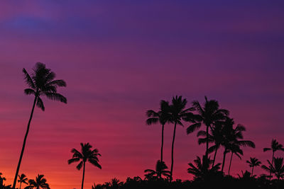 palm tree