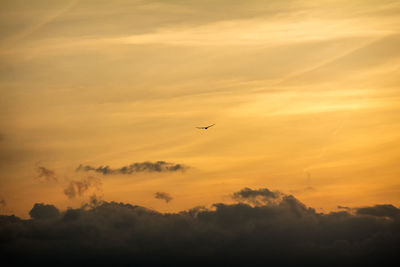 Low angle view of silhouette bird flying against orange sky