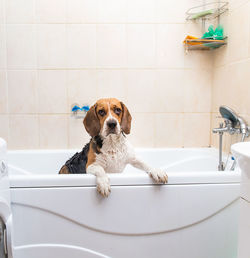 View of dog in bathroom