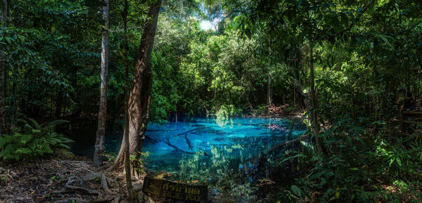 Scenic view of forest