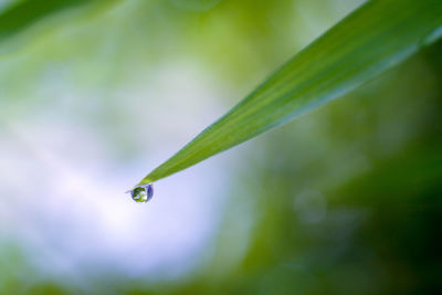 Close-up of water drops on plant