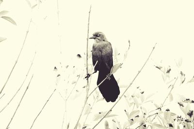 Low angle view of bird perching on branch against clear sky