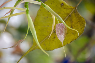 Close-up of yellow flowering plant leaves