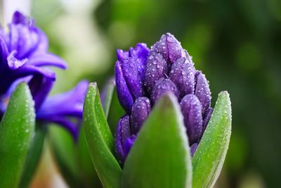 Close-up of wet purple flower