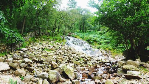 Stream flowing through forest