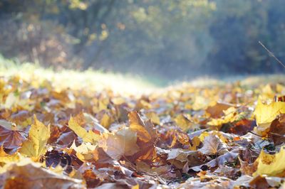 Close-up of autumnal leaves