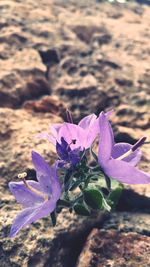 Close-up of purple crocus flowers