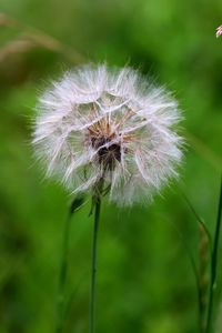 Close-up of dandelion on plant