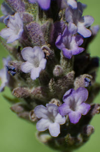 Close-up of purple flowering plants