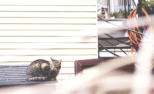 Close-up of cat sitting on floor