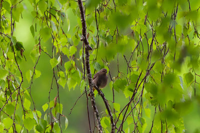 Bird perching on a tree