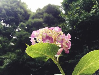 Close-up of pink flowers