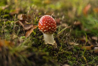 Close-up of fly agaric mushroom on field