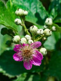 Close-up of pink flower blooming outdoors