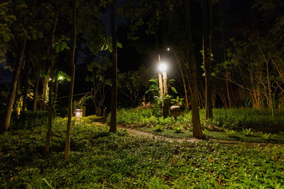 Trees at night