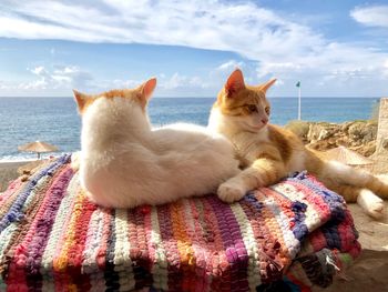 Cat resting in the sea