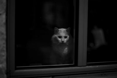 Portrait of a cat looking through window