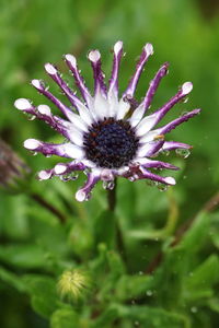 Close-up of purple flowering plant