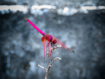 Close-up of pink flower