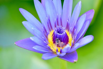 Close-up of purple water lily