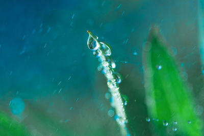 Close-up of jellyfish swimming in sea