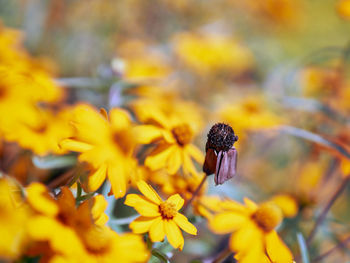 Close-up of honey bee on yellow flowering plant