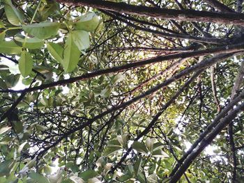 Low angle view of flower tree in forest