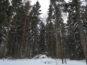 Trees in snow covered forest