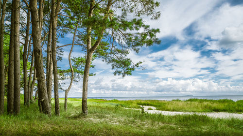 Trees on countryside landscape against clouds